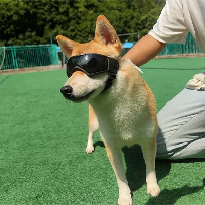 Lunette pour chien​ - BeautyDog™