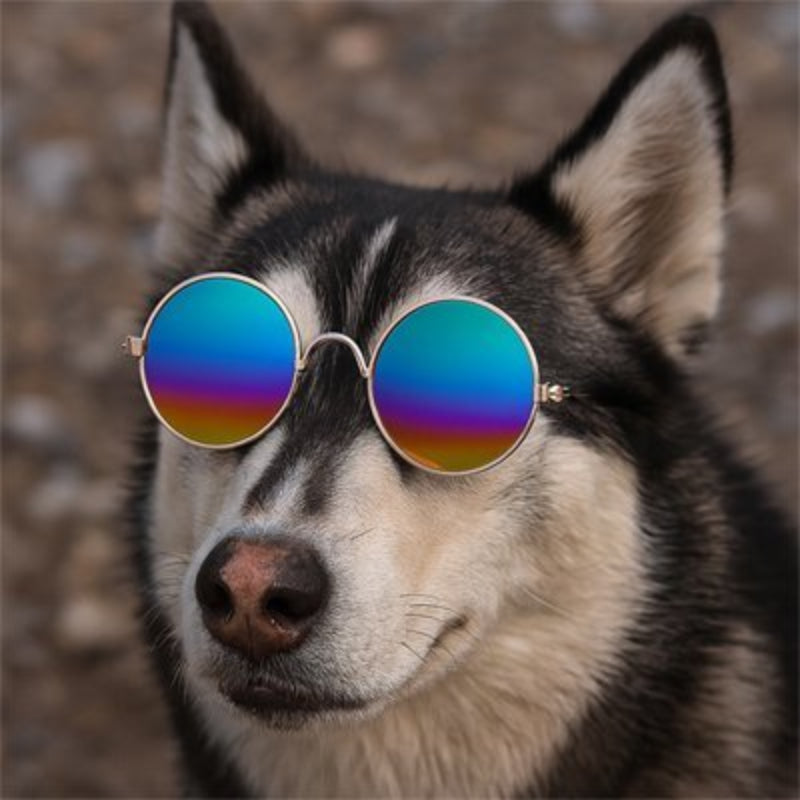 Lunettes pour chien - CoolDog™ - Ma Promenade avec Toutou