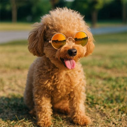 Lunettes pour chien - CoolDog™ - Ma Promenade avec Toutou