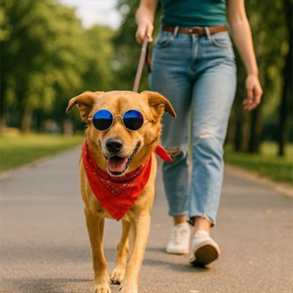 Lunettes pour chien - CoolDog™ - Ma Promenade avec Toutou