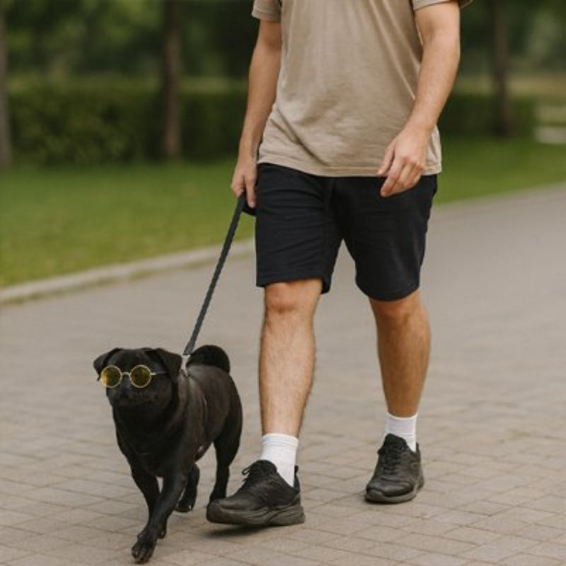 Lunettes pour chien - CoolDog™ - Ma Promenade avec Toutou
