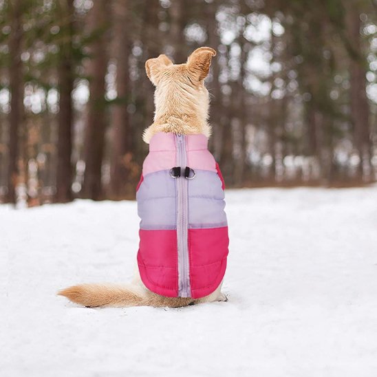 Manteau chien - BestSnowDog™