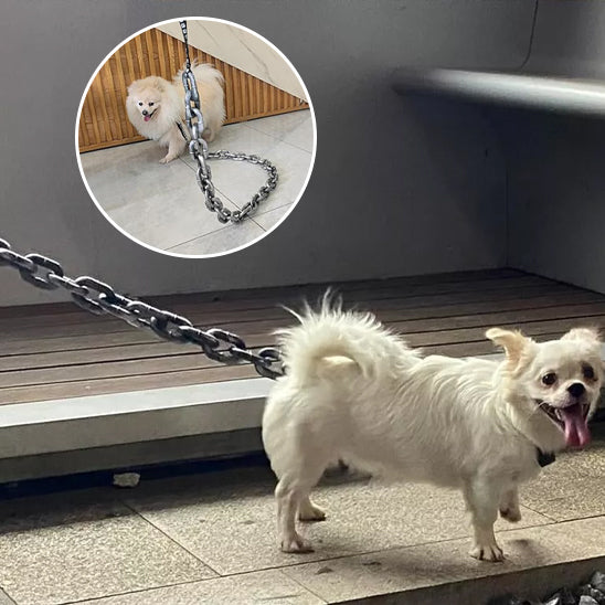 petit chien blanc en balade