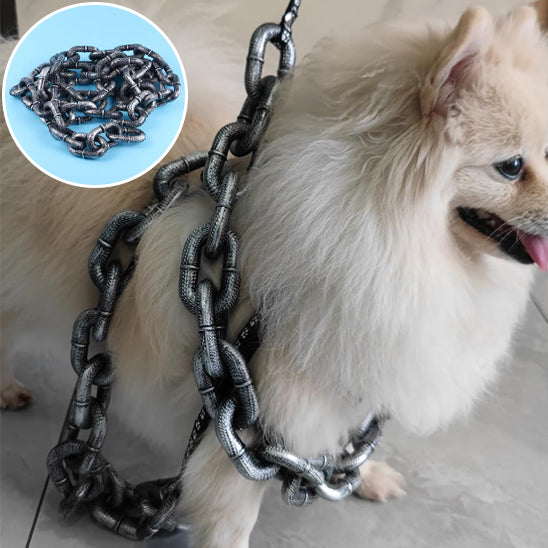 pomerannien avec chaine