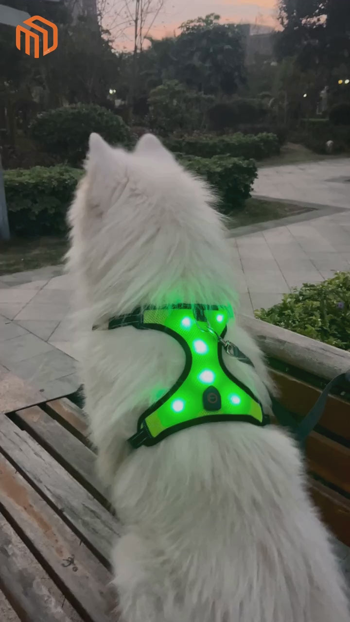 harnais chien Lumos démonstration