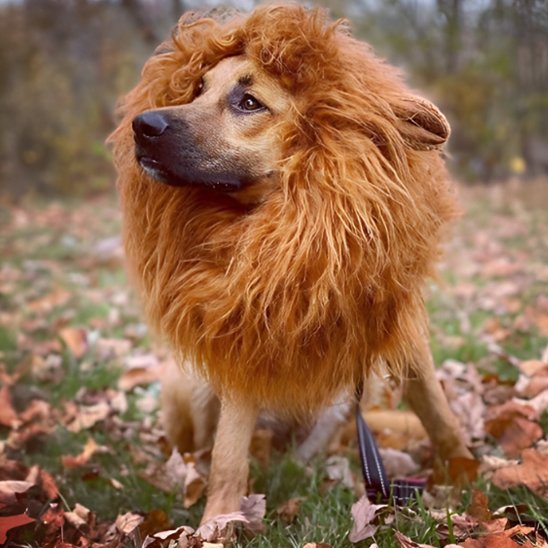 Déguisement chien - JungleKingDog™