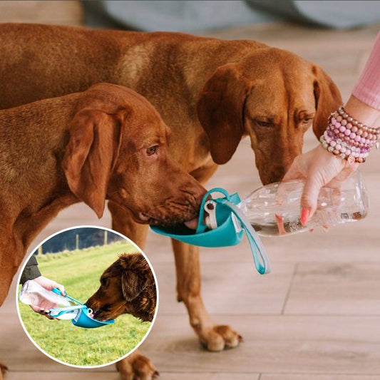 Gourde chien - AbsoluteWater™