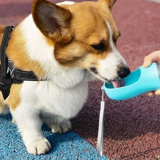Gourde pour chien - HydraRando™