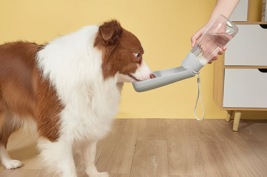 Gourde chien - SimplyWater™