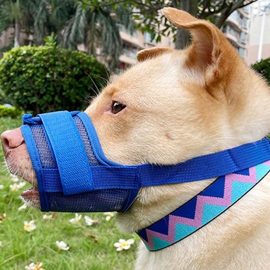 Muselière - SecuriConfort™ Bleu