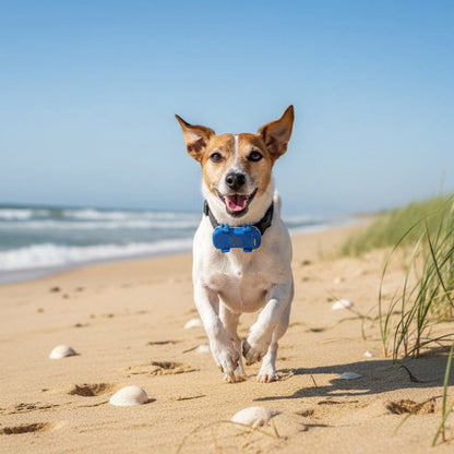 Traceur gps Chien - BlueFoundDog™ a la plage